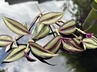 Tradescantia Silver plus,5 rooted cuttings,