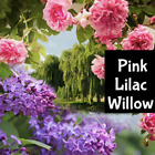 PINK LILAC & WILLOW Perfume Body Splash Lotion Scrub Hair Fragrance Bath Oil
