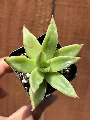 2” Echeveria Agavoides Macabeana  Rare Korean Import Succulent - Image 1 of 3