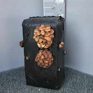 SAVINI VIVAI Balle Di Funghi Pioppini Fungo Da Coltivare in Casa Panetto Kg 13 M - Foto 1 di 12