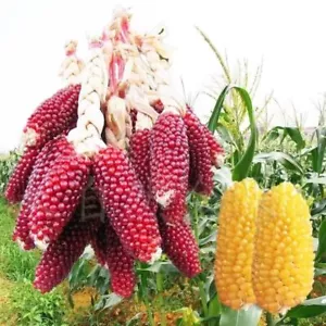 A Complete Collection of Four Seasons Corn Seeds Corn Seeds Sweet Glutinous Corn - Picture 1 of 26
