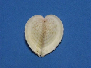 Corculum laevigatum (Bartsch, 1947) "NICE COLORS" (36.0mm) - Picture 1 of 5