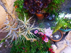 plantes aériennes sans terre  9 ramifications +supplements et  verveine - Imagen 1 de 24