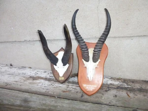 Springbock + trofeo Bushbuk / antilope / gazzella / kudu / decorazione / corna   - Foto 1 di 3
