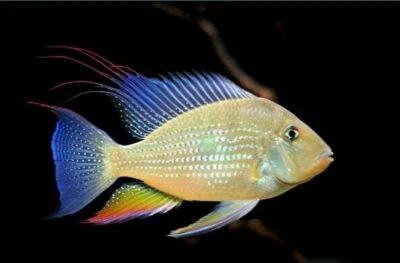 ACARICHTHYS HECKELII 1.5" to 2" - THREADFIN GEOPHAGUS - Image 1 of 2