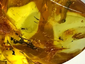 Amber Piece 3 Insects Inclusion Fossil Natural Baltic Amber Bead 9,5g 7087 - Picture 1 of 12