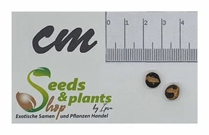 2x Commiphora mildbraedii Black Bark Caudex Pflanzen - Samen B996 - Picture 1 of 3