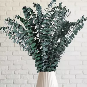12 Pcs Preserved Dried Eucalyptus Stems, 17" Natural Branches for Shower Hanging - Picture 1 of 7