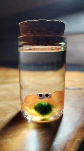 Baby CRAB ,Live Marimo Moss Ball , Natural Stone Jars Mini Terrarium Unique Gift - Picture 1 of 4