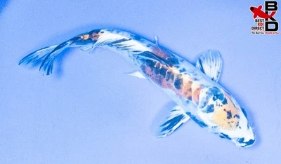 10" DOITSU YAMATO NISHIKI Live Koi Fish Garden Pond B4 - Image 1 of 4