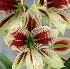 Butterfly Hippeastrum Bulb: Small Size : Small Bulb/Seedling - Picture 1 of 6