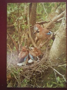 POSTCARD E3-8 ANIMALS JAY BRITISH BIRDS - Picture 1 of 1