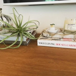 NEW Pottery Barn Succulent Stem Faux Tillandsia NWT - Picture 1 of 9