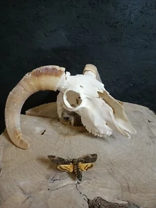 Ram's skull + Death's Head Baterflay, perfectly bleached, Big Horns, Home Decor, - Picture 1 of 4