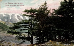 Ak Beirut Beyrouth Libanon, Cèdres mit Schnee, Berge im... - 4799739 - Picture 1 of 2