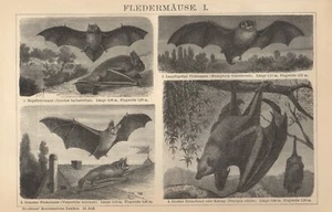1897 Antiker Druck = FLEDERMÄUSE = Vögel = Old Print # - Bild 1 von 1