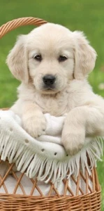 Hund im Korb Tierdruck Strandtuch 70x140 100% Baumwolle süß - Bild 1 von 1