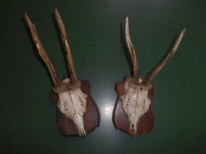 Rehbockgeweih, Krickerl - Bild 1 von 2