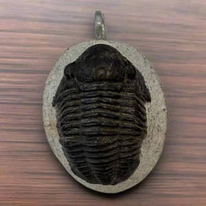 Moroccan Trilobite Pendant, 17.3gr, 40x35x17mm - Picture 1 of 4