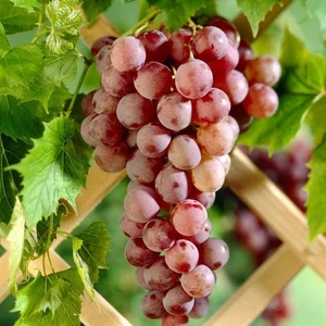 BeauFlora Grape Vine Plant ( Suffolk Red , Layering ) 1 Bare-Root Plant - Picture 1 of 1