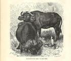 Stampa Antica Bufalo Nero Africano Bos Caffer Buffalo 1891 Old Antique Print