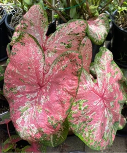 Caladium bulb 2 - Picture 1 of 2