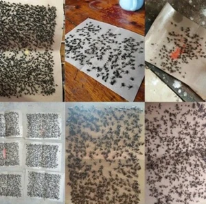 5x XL Fliegenfalle Papier 🪰Insekten Klebefalle Tisch Gastro Wohnung Obstfliegen - Bild 1 von 3