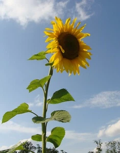 SAMEN Blumen-Wiese Sämereien Riesen-Sonnenblume seeds semillas grains Garten Ba - Bild 1 von 1