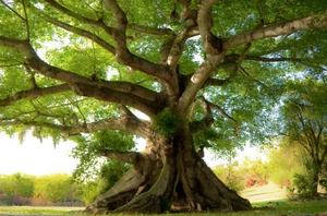 Fototapete VLIES-KAPOKBAUM-(499S)-Baumwoll Pflanze Baum Regenwald Natur Tropen - Bild 1 von 1