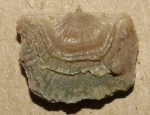 Orthidium lavaensis - Low Ordovician (Floian) Orthid brachiopod - Picture 1 of 11