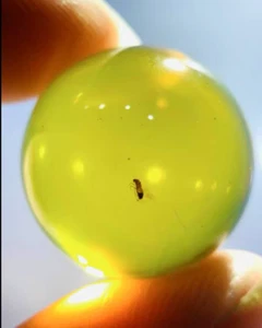 Burmese fossil burmite Cretaceous amber psocopterm insect fossil amber Myanmar - Picture 1 of 4