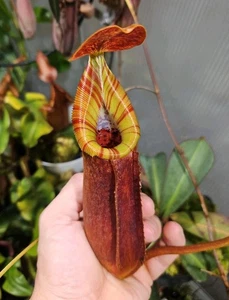 42cm Nepenthes veitchii x burbidgeae x Trusmadiensis + Basal Carnivorous Plant - Bild 1 von 6