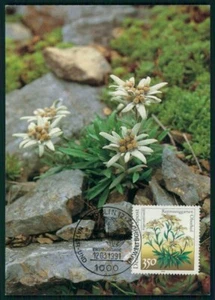 RFA MK 1991 FLORA BLANCO NOBLE JARDÍN DE PISTA DE CARRERAS PATIO SUPERIOR MAPA MÁXIMO MC CM 'm4595 - Imagen 1 de 2