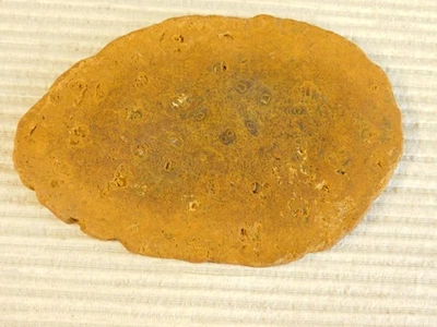 Losa fósil de helecho árbol Tempskya para hacer cabujones Foto 1 de 4