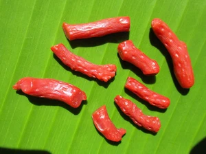 Red Mediterranean Coral Branch; Italy 1970s; 8 pieces/43.80 Carats. Nice Stock - Picture 1 of 5