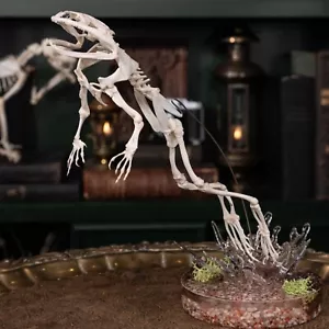 Real Asian Bullfrog Skeleton, Frog taxidermy, Oddities Collector Gift, real bone - Picture 1 of 10