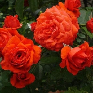 Rose Maintower, Orange or orange-red, Strong fragrance, Climber, 4l pot - Picture 1 of 3