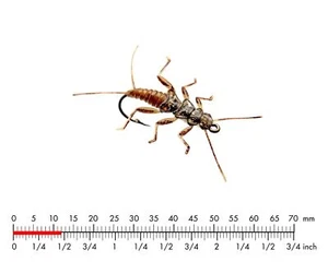 J:SON REALISTIC STONEFLY NYMPH 5 #16 OLIVE BROWN - Picture 1 of 1