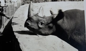 PHOTO VINTAGE Zoo Rhino Rhinoserous 1940’s Postcard Type Black & White Animal - Picture 1 of 5