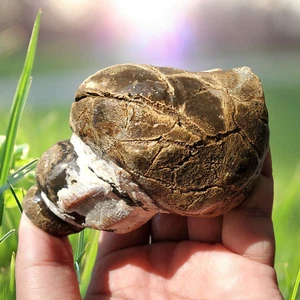 AMAZING!! Sea Shell GIANT Gastropod Fossil West Java Indonesia 357 gr - Picture 1 of 7