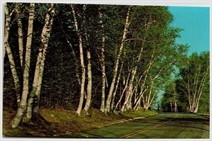 Chrome Postcard: 1970s White Birches NY Roadside Americana, Unused - Picture 1 of 2