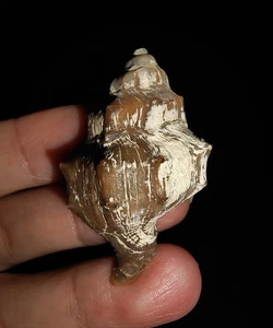 01, FÓSIL DE CAPARAZÓN DE MAR, MOLUSCO GASTROPODA BUCCINIDAE DE JAVA, INDONESIA, 38 MM - Imagen 1 de 6
