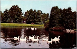 Postcard Ontario Cambridge ON Riverside Park Preston Speed River Geese - Picture 1 of 2