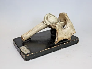 Articulación de hombro modelo escolar anatómico - Imagen 1 de 6