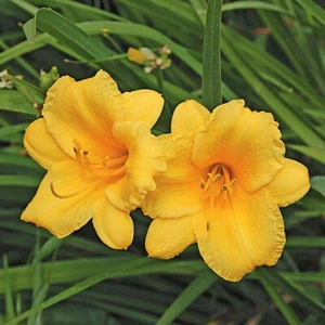 Stella d Oro Daylily Hemerocallis 25 Plants in 3-1/2 inch Pots - Picture 1 of 6