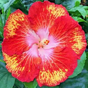 ๐บ๐บ MADAGASCAR hibiscus MOSCHEUTOS mallow Malvaceae STARTER Live PLANT US ship - Picture 1 of 6