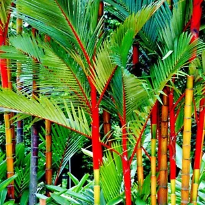 20 RED SEALING WAX "LIPSTICK" PALM TREE SEEDS (Cyrtostachys renda) House Plant - Picture 1 of 16