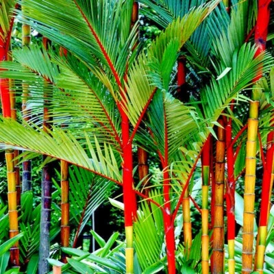 10 RED SEALING WAX "LIPSTICK" PALM TREE SEEDS (Cyrtostachys renda) House Plant - Image 1 of 4