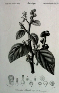 Baselle Rouge GRAVUR Botanische Annedouche 19. Jh. - Bild 1 von 2