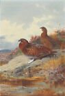 Archibald Thorburn A4 Print A Pair Of Pheasants By A Moorland Burn